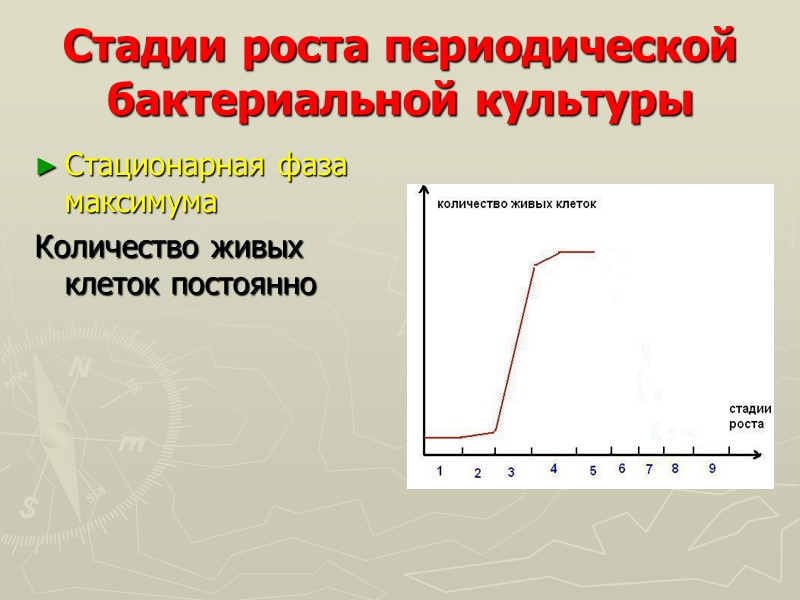 Стадии роста периодической бактериальной культуры Стационарная фаза максимума  Количество живых клеток постоянно